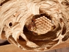 Hornissenkönigin links im Nest