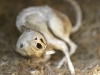 mumifizierte Ratte