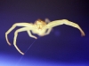 Krabbenspinne